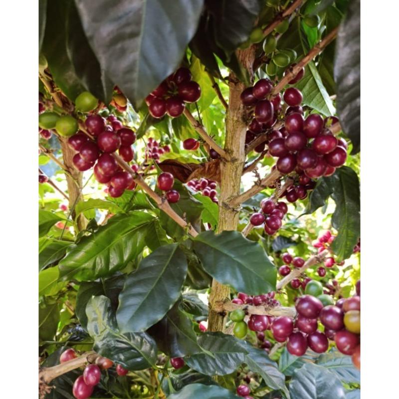 Cerezas de café en la rama
