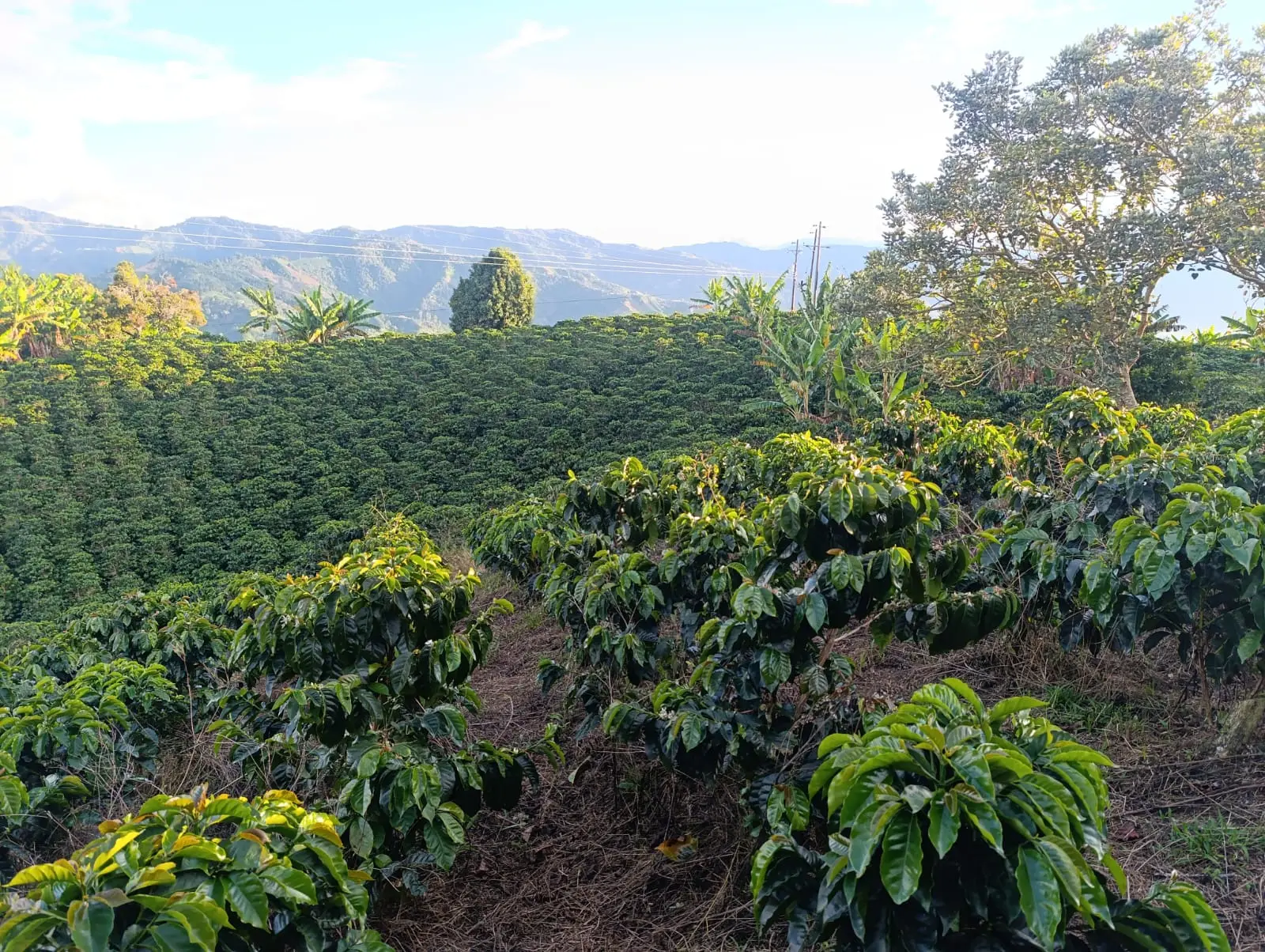 Finca Pitalito Huila