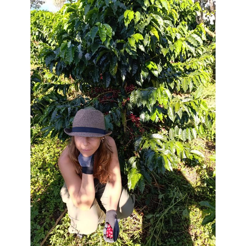 Manos sosteniendo granos de café