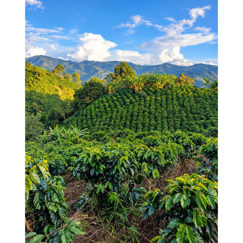 Montañas de Pitalito, Huila